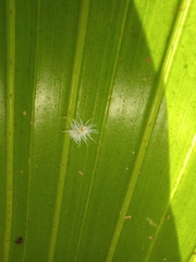 Cryptolaemus montrouzieri