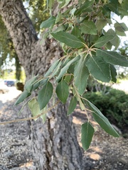Quercus suber