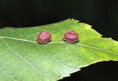 Caryomyia turbanella