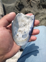 Mytilus californianus