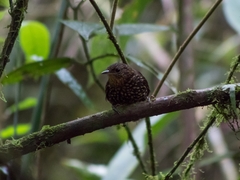 Premnoplex brunnescens