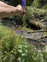 Delphinium glaucum