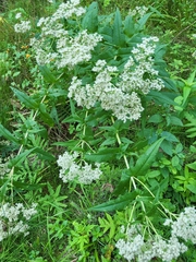 Eupatorium perfoliatum
