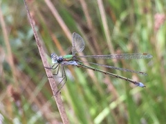 Lestes virens