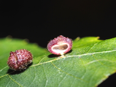 Caryomyia turbanella