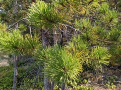 Pinus contorta contorta