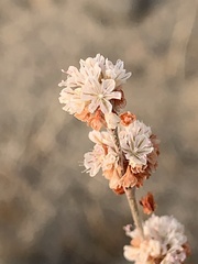 Eriogonum wrightii