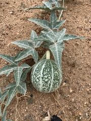 Cucurbita palmata