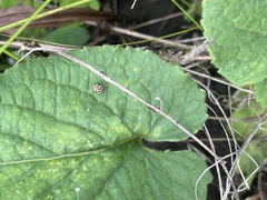 Tytthaspis sedecimpunctata