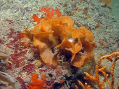 Pentapora foliacea