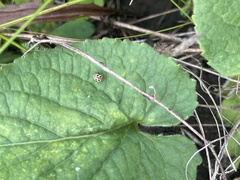 Tytthaspis sedecimpunctata