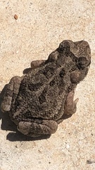 Incilius mazatlanensis