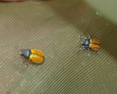 Cryptocephalus rugicollis