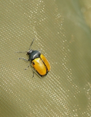Cryptocephalus rugicollis