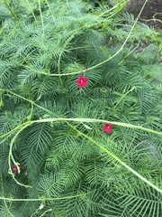 Ipomoea quamoclit