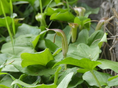 Arisarum vulgare