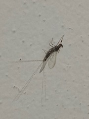 Ephemeroptera