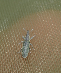 Lixus filiformis