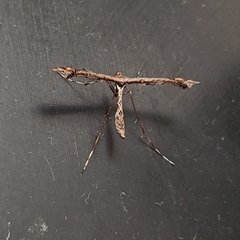 Anstenoptilia marmarodactyla