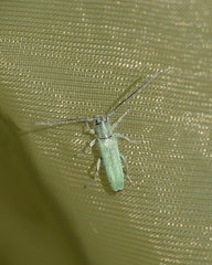 Phytoecia caerulescens
