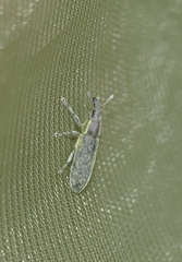 Lixus filiformis