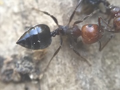 Crematogaster scutellaris