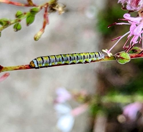 Clouded Crimson Moth photo 6