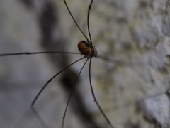 Leiobunum limbatum