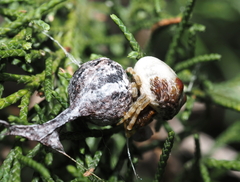 Mastophora hutchinsoni