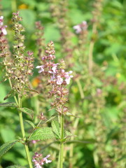 Stachys hispida