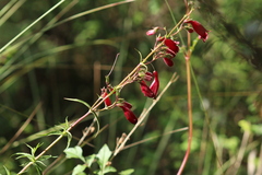 Penstemon roseus