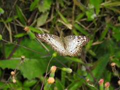 Anartia jatrophae