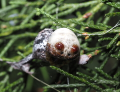 Mastophora hutchinsoni