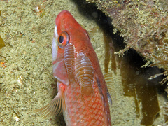 Anilocra frontalis