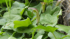 Arisarum vulgare