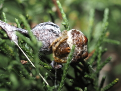 Mastophora hutchinsoni