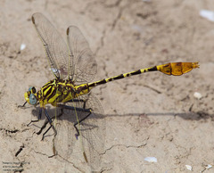 Dromogomphus spoliatus