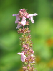 Stachys hispida