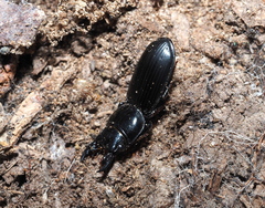 Scarites subterraneus