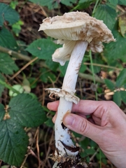 Chlorophyllum olivieri