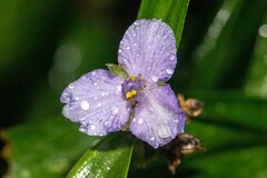 Tradescantia subaspera