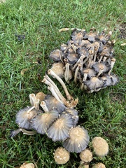 Coprinopsis variegata