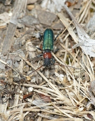 Cartallum ebulinum