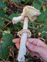 Chlorophyllum olivieri