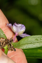Tradescantia subaspera