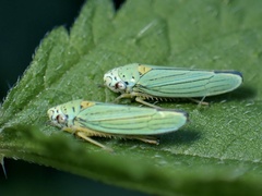 Graphocephala atropunctata