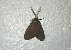 Ctenucha virginica