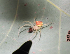 Araneus alboventris