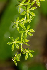 Veratrum parviflorum