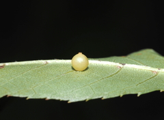 Caryomyia leviglobus
